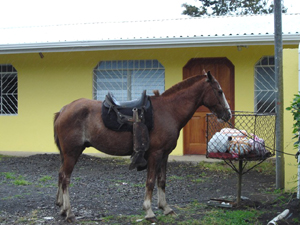 This is a rural area with many domestic animals and occasionally a Tico patron arrives on horseback.